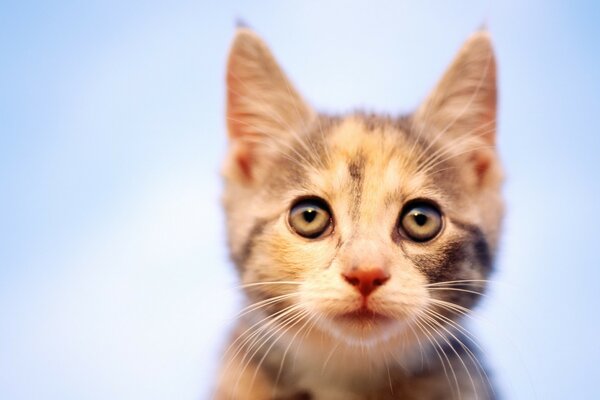 A kitten with big green eyes on a blue background