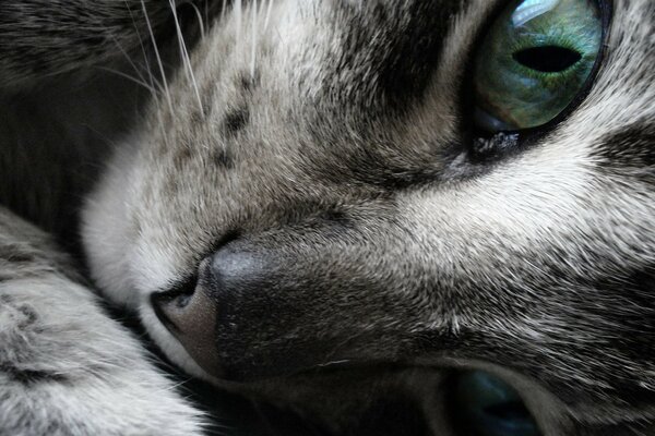 Sur le bureau le regard du chat