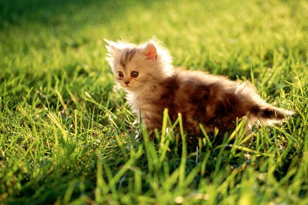 Chaton moelleux dans l herbe verte