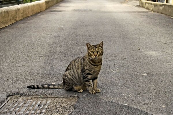 Chat rayé assis sur la route