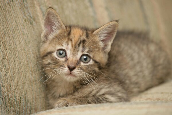 A little cat is lying on the couch