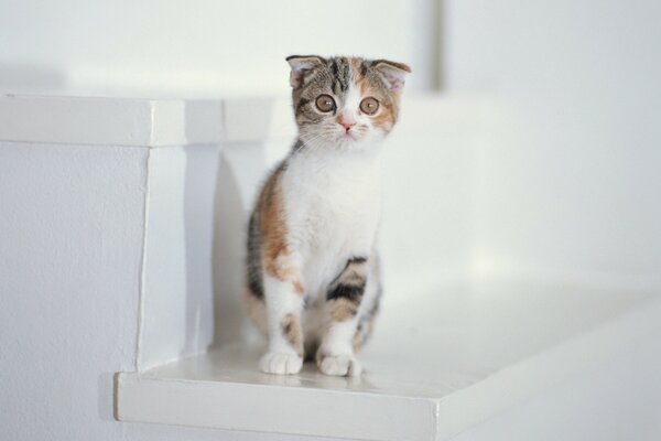 Assis sur les escaliers d un chaton blanc