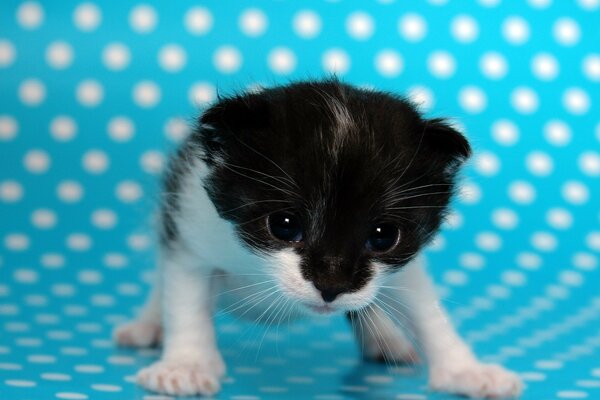 Gatito divertido sobre un fondo azul con lunares blancos