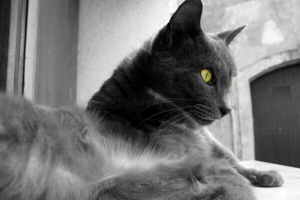 Photo en noir et blanc d un chat gris