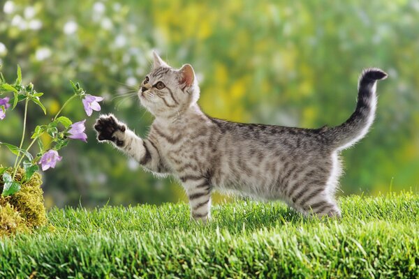 Cute cat on the grass with a flower