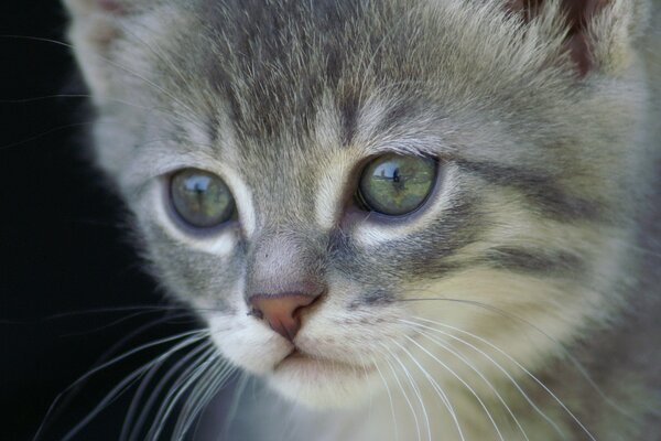 Sguardo di gatto belle foto