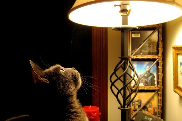 Chat regarde la lampe avec intérêt