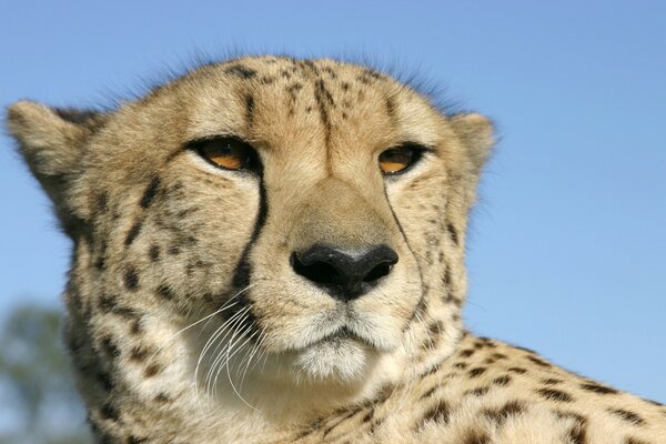 Jaguar s head on a blue sky background