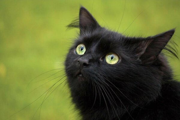 La mirada sorprendida de un gato negro