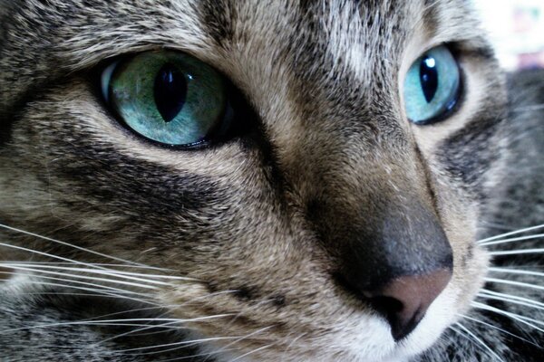 Cat s eye beautiful photos