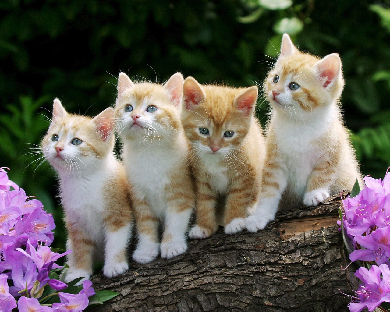 chatons tout-petits roux moelleux