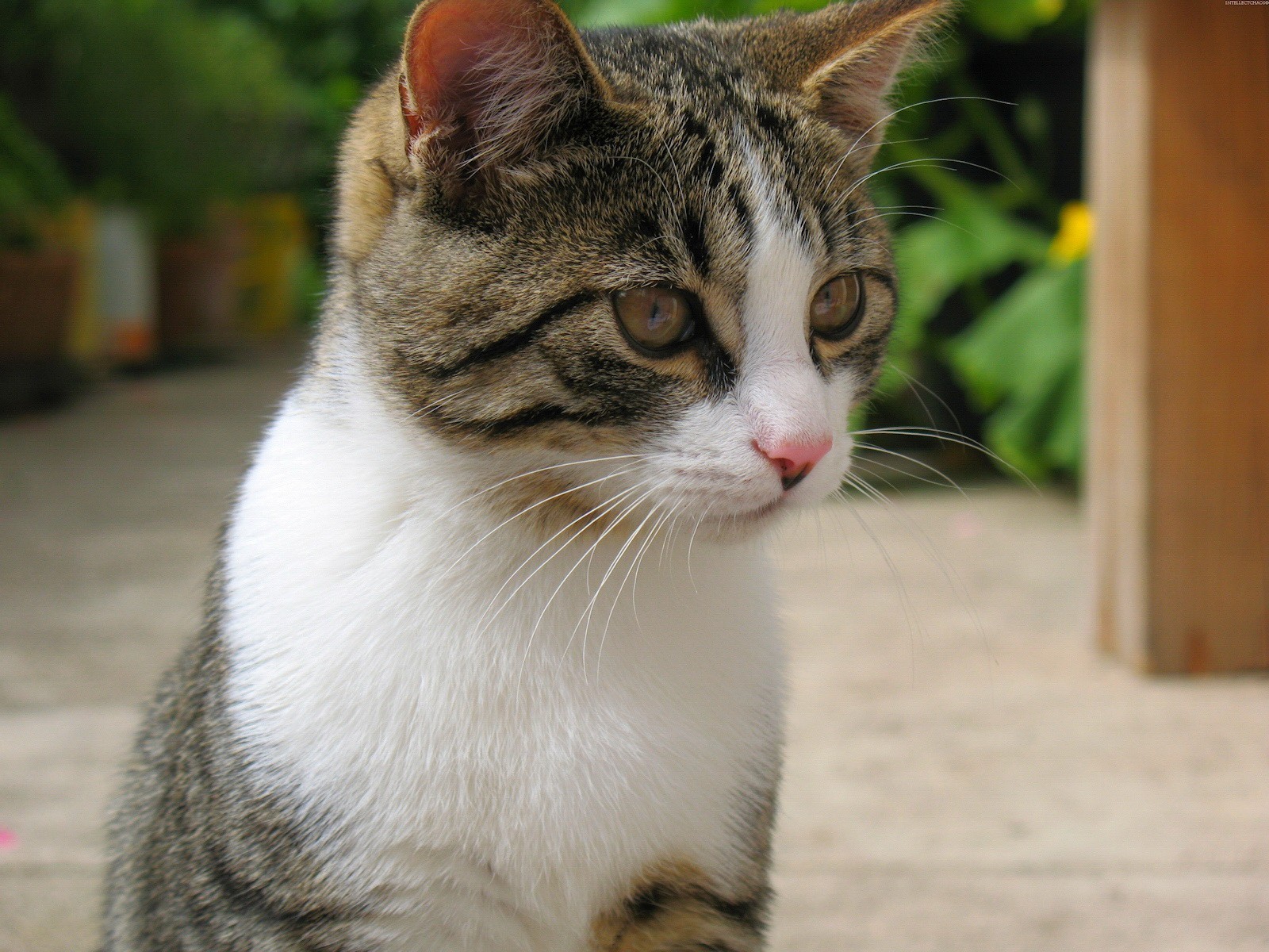 gato mirada