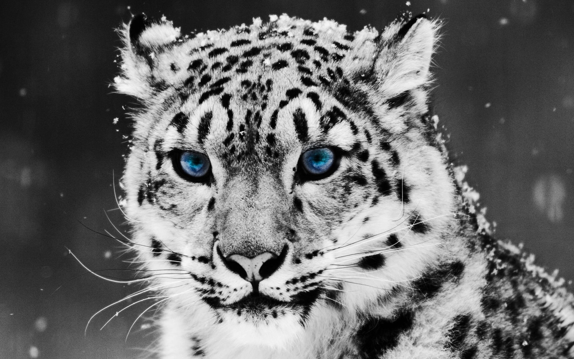 neve irbis leopardo delle nevi