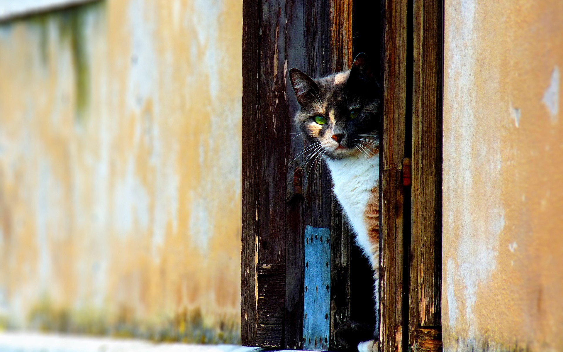 doors cat wall