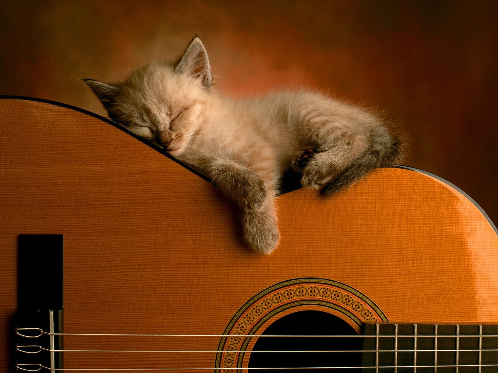 gattino chitarra gatto