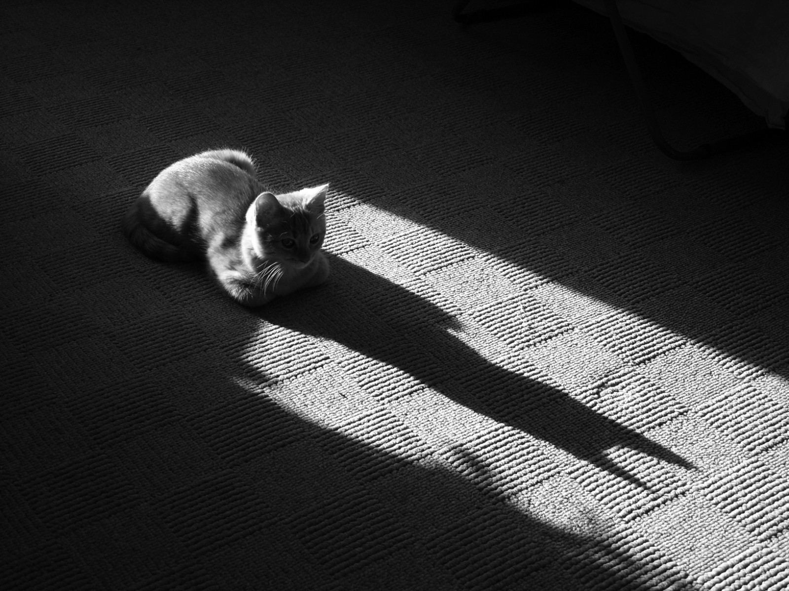 bianco e nero gatto ombra tappeto