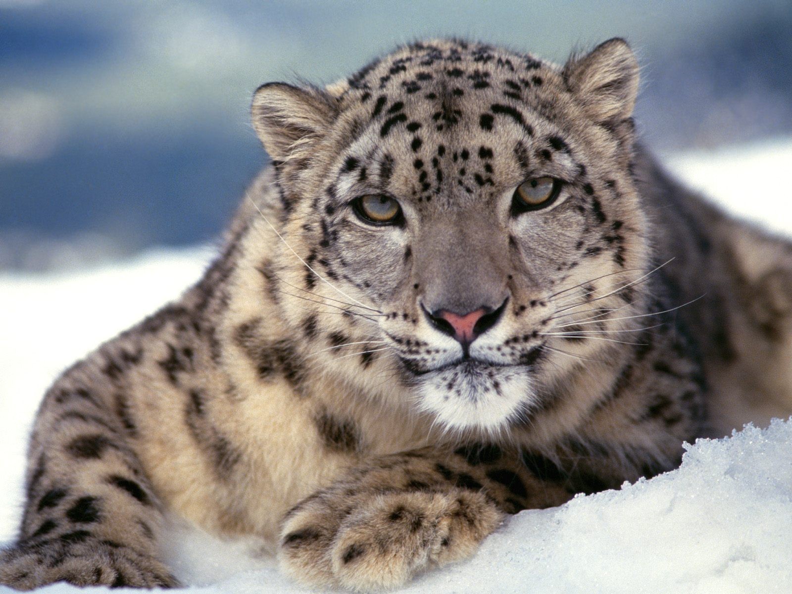 leopard schnee schneeleopard irbis