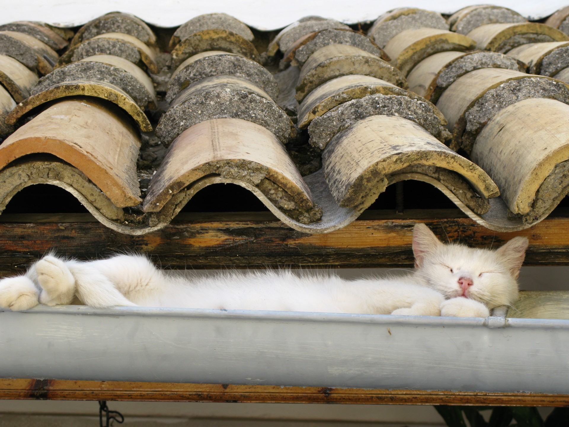 schiefer katze weiß dach abfluss