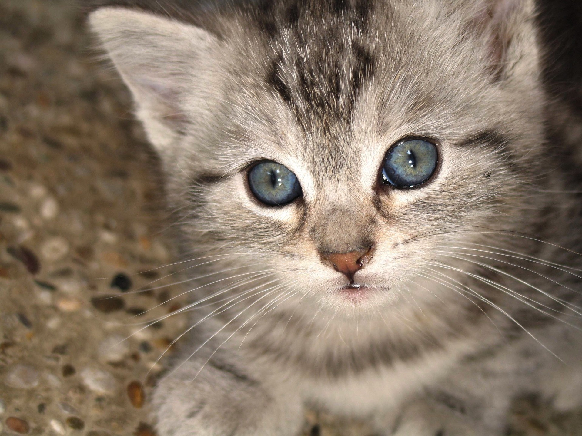 kitten view