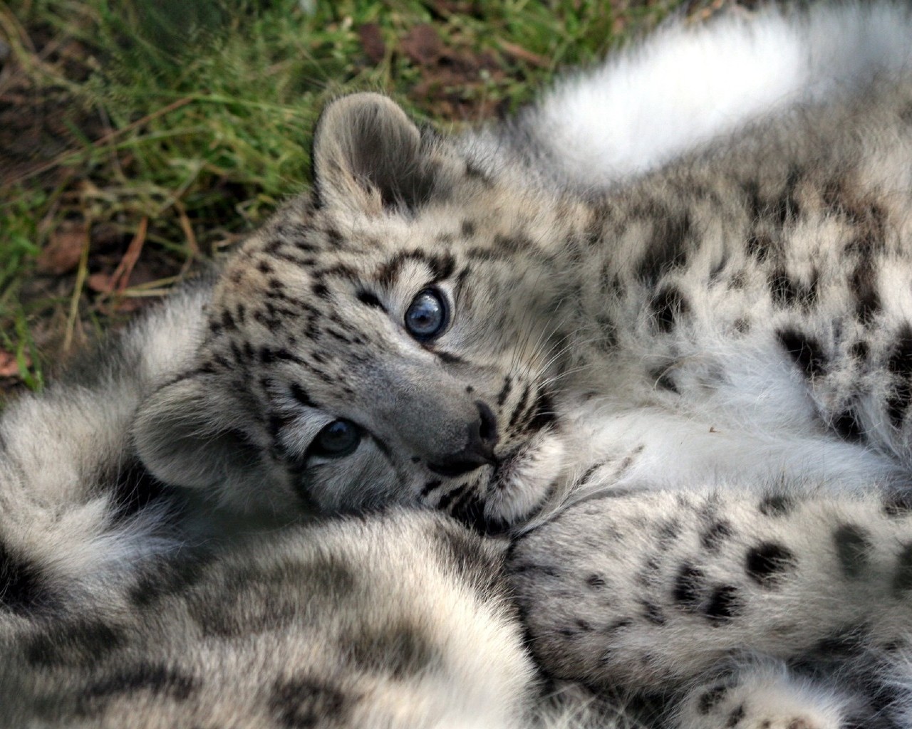 léopard petit animal