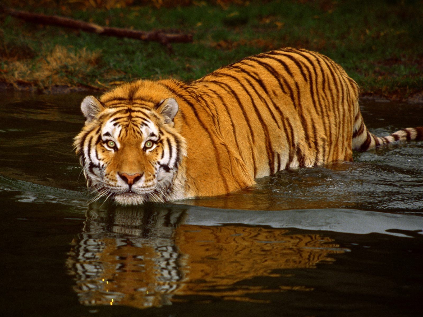 tiger water