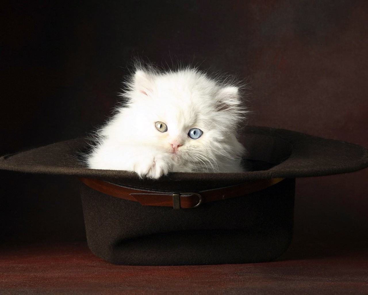 kitten white furry hat eye