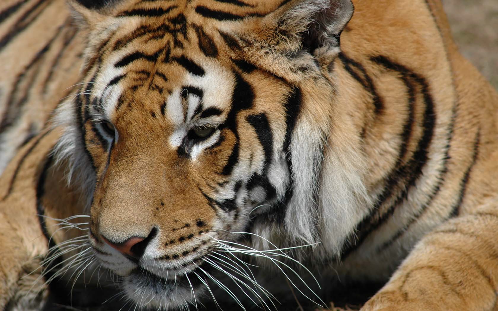 tigre vue animaux