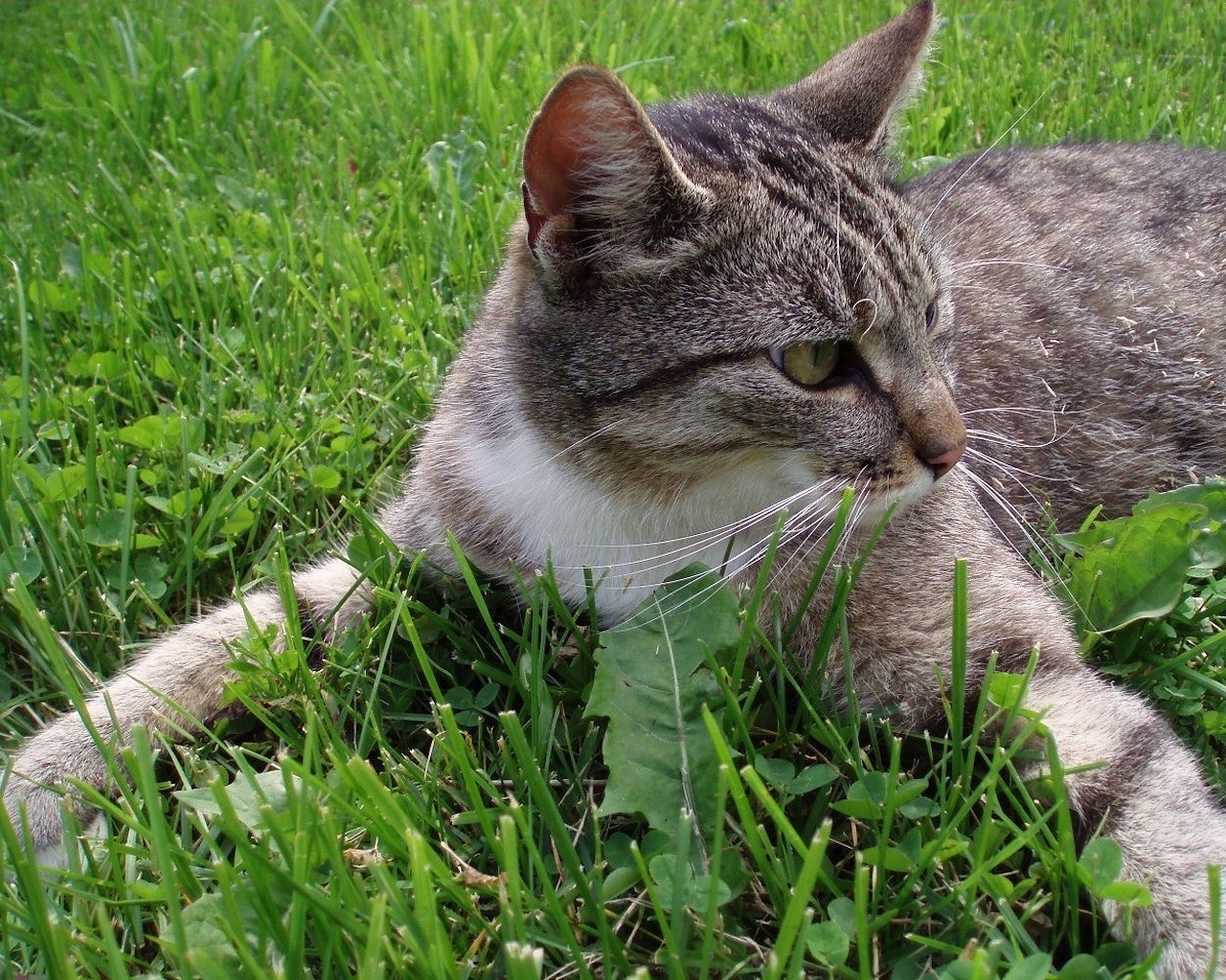 erba verde gatto