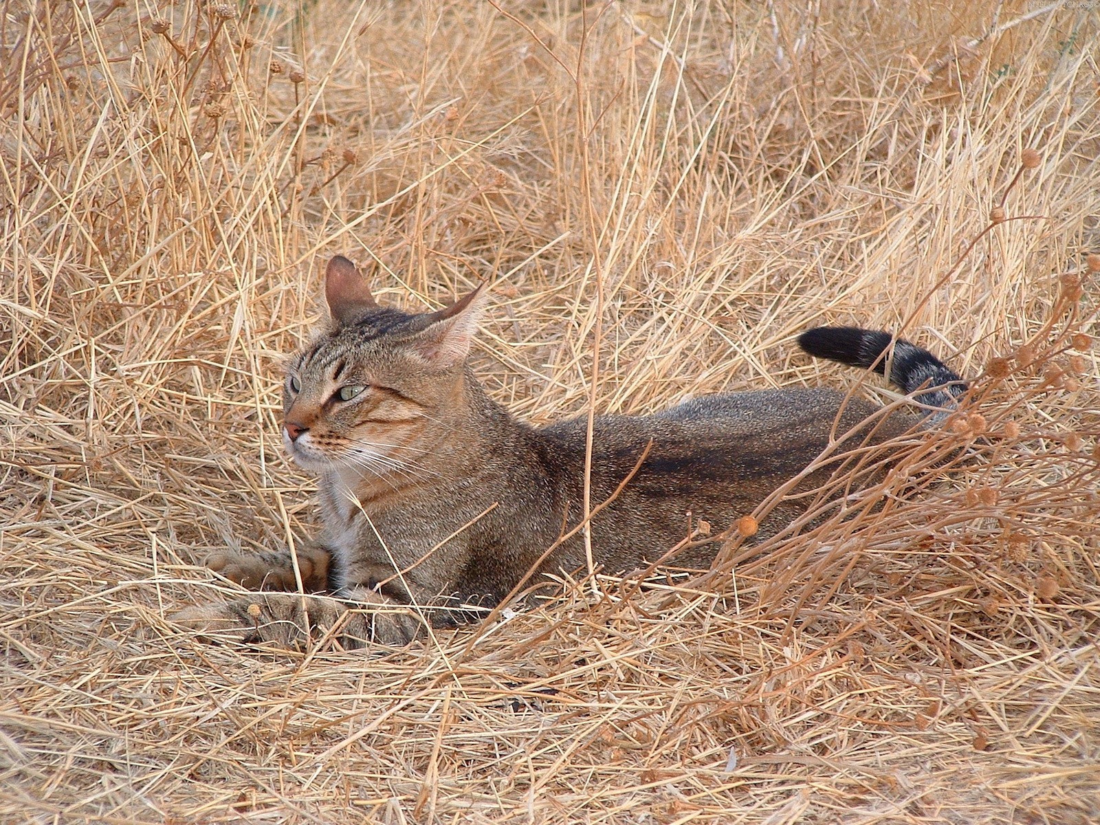 gato hierba