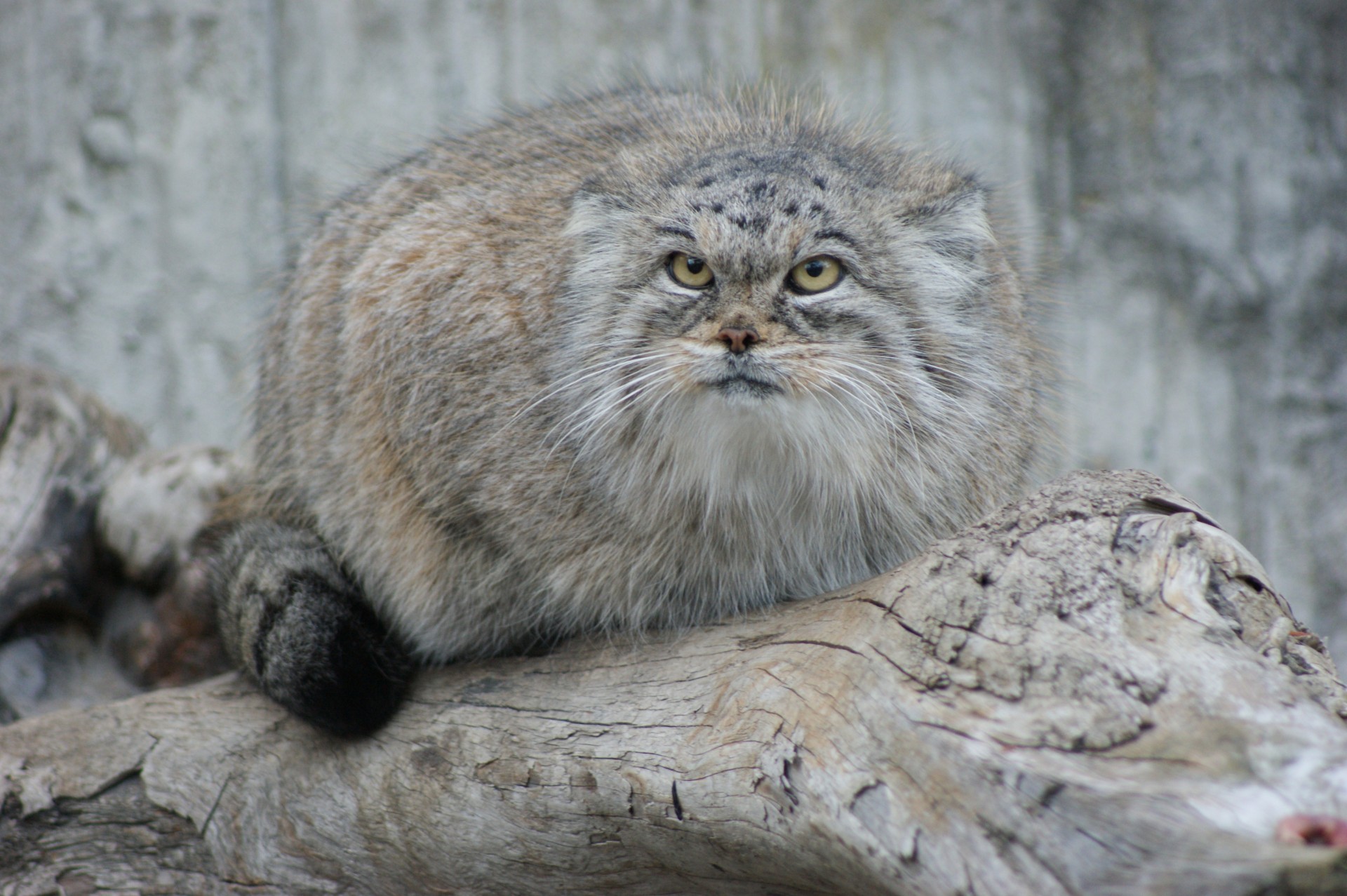 manul chat caresse