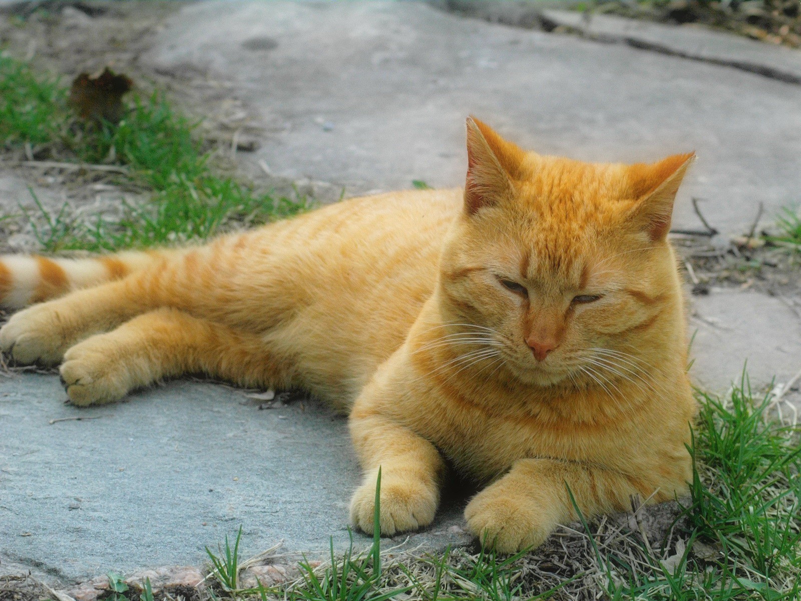 rosso gatto erba