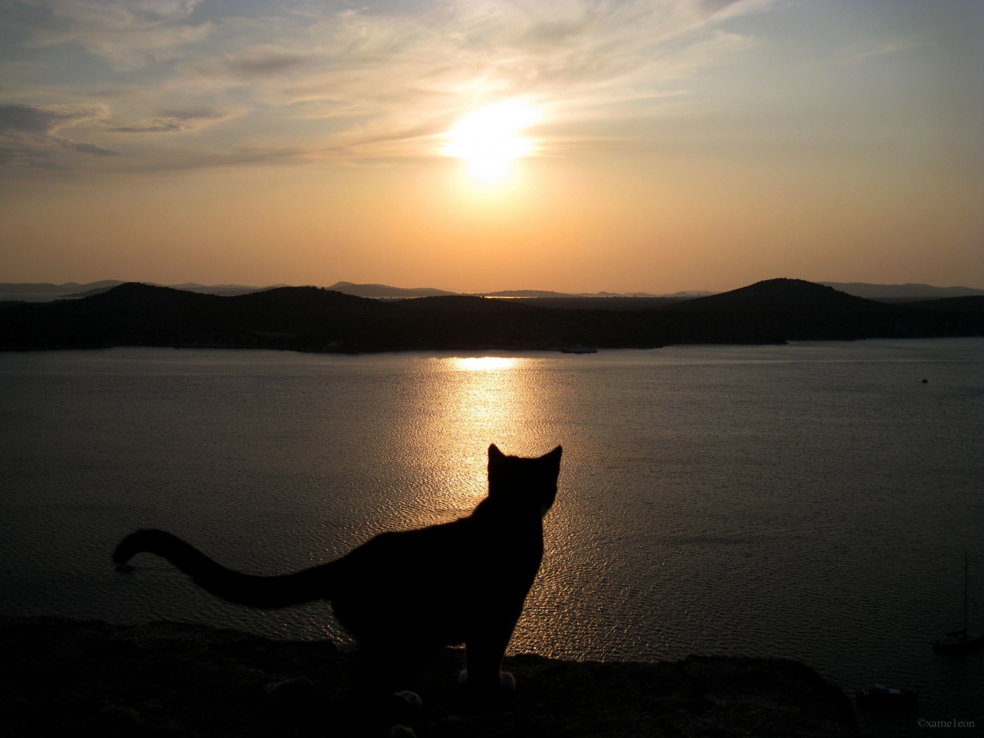 katze sonnenuntergang himmel silhouette meer