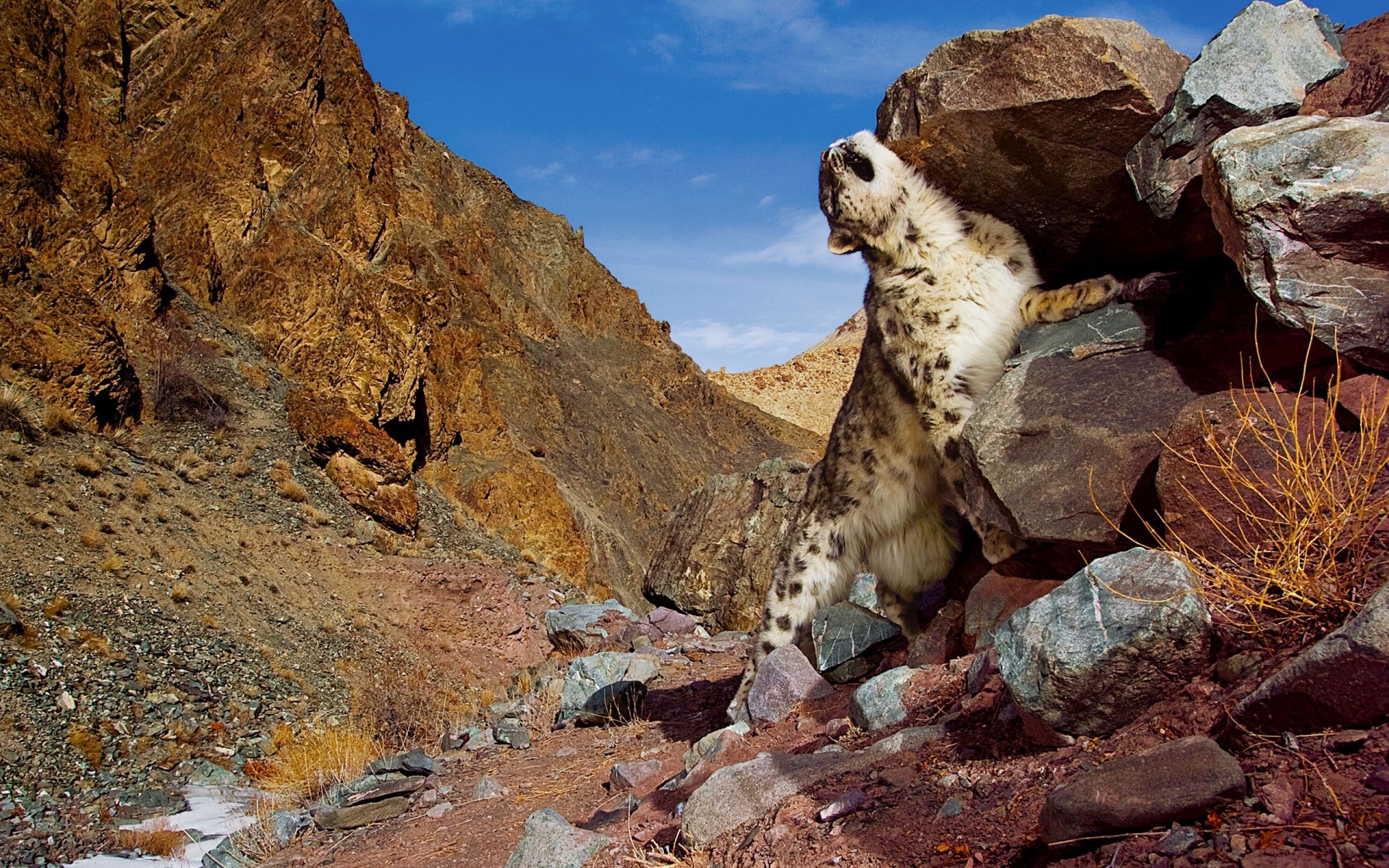 montañas piedras leopardo de las nieves