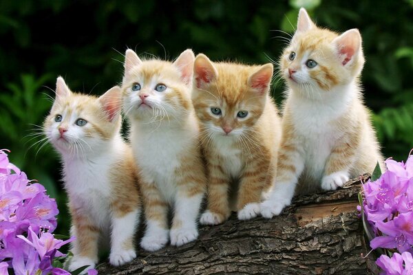 Four kittens are sitting on a tree