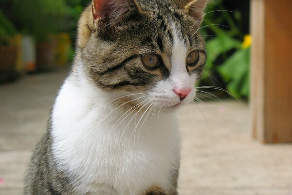 Le chat hypnotise la nourriture