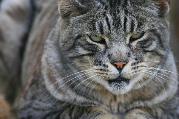 Regard sérieux de chat gris