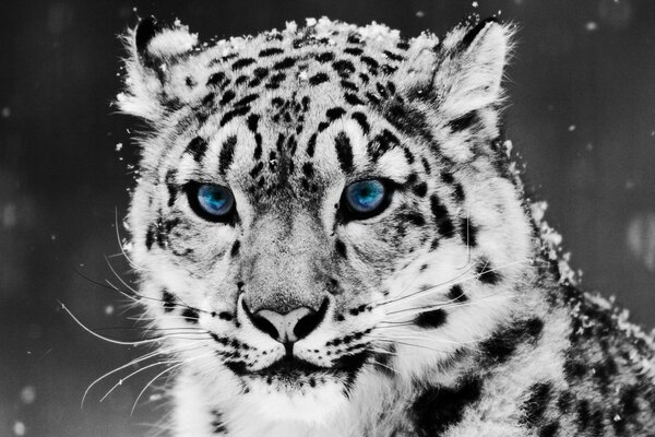 Lo splendore del leopardo delle sementi innevato