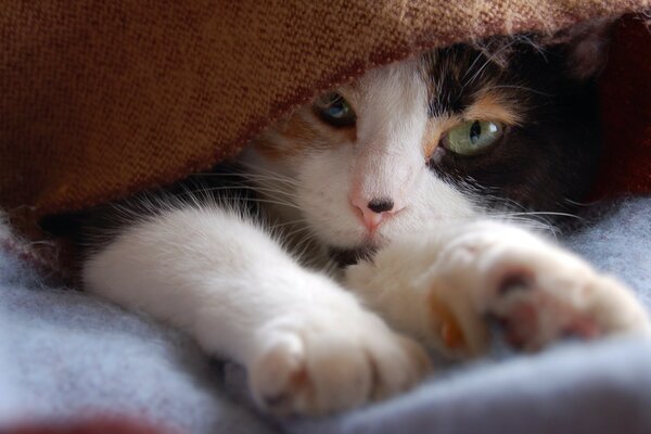 A beautiful cat playing under a blanket