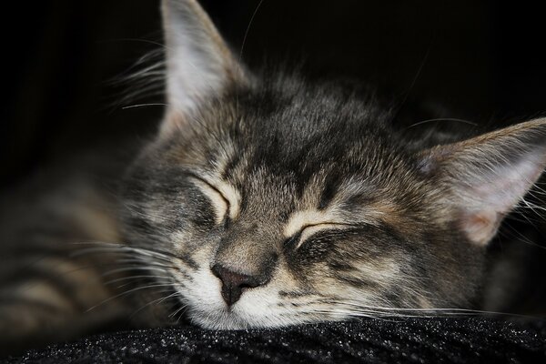 Lindo gato durmiendo en una alfombra negra