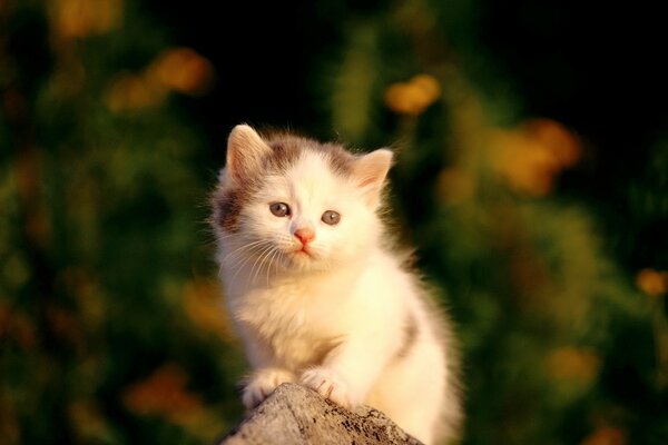 Petit chaton blanc avec des taches noires sur un caillou