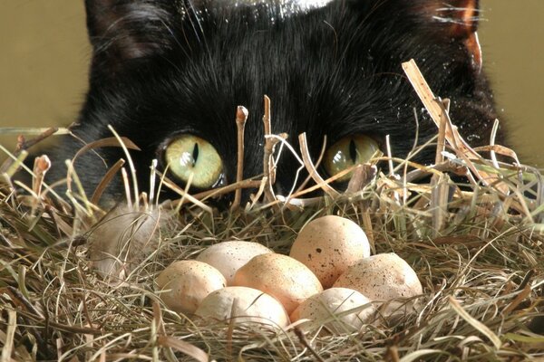 Eine Katze beobachtet ein Nest mit Eiern