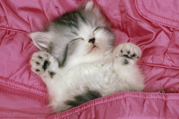 Cute kitten sleeping in a pink blanket