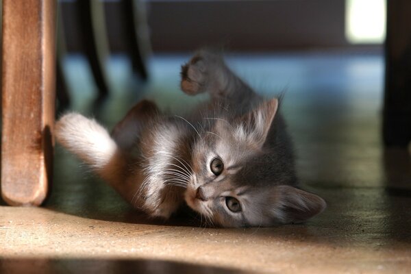 Chaton couché sur le sol