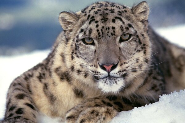 Predatory dangerous Leopard on the snow snow leopard