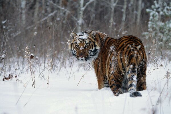 Tiger geht durch den Winterwald