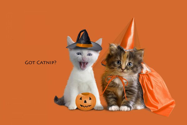 Funny kittens on an orange background