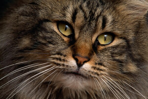 Vista degli occhi di gatto incantanti verdi