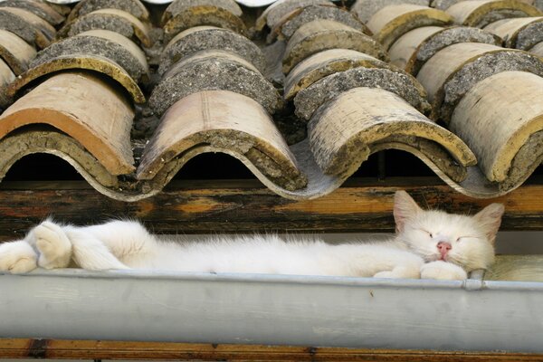 Gatto che dorme nel tubo di scarico