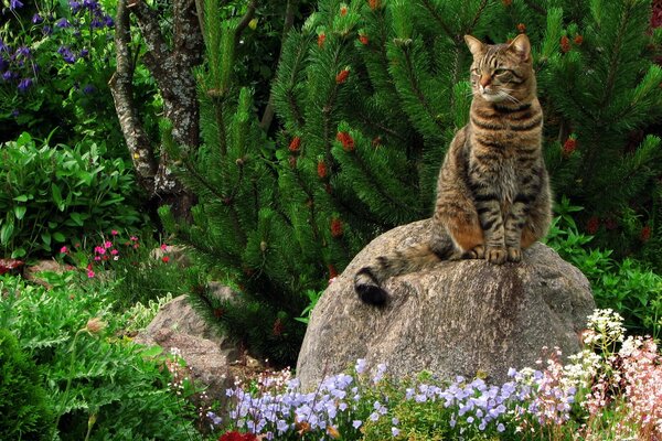 Beautiful cat on a stone in flowers