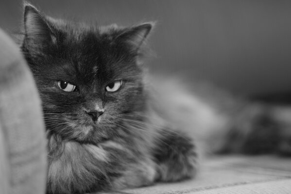 Un gato con una mirada astuta